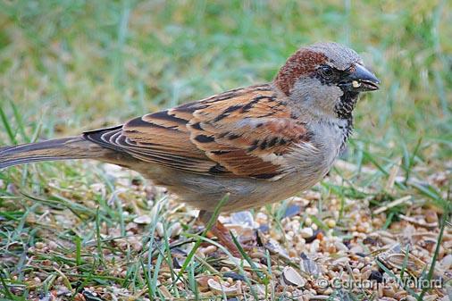 House Sparrow_52892.jpg - Male House Sparrow (Passer domesticus) photographed at Ottawa, Ontario - the capital of Canada.